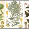 rtbild colon cleanse